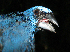  ( - GUY0787-EP)  @11 [ ] Unspecified (default): All Rights Reserved  No Rights Reserved Unspecified