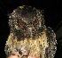  (Megascops watsonii - GUY0790-EP)  @14 [ ] Unspecified (default): All Rights Reserved  No Rights Reserved Unspecified