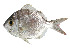  ( - 028 Lim)  @11 [ ] CreativeCommons - Attribution Non-Commercial Share-Alike (2015) Christina John FRIB