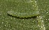  ( - FRC00094)  @11 [ ] CreativeCommons - Attribution Non-Commercial Share-Alike (2017) Carlo L. Seifert Institute of Entomology, Biology Centre CAS, Ceske Budejovice