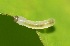  ( - FRC00258)  @12 [ ] CreativeCommons - Attribution Non-Commercial Share-Alike (2017) Carlo L. Seifert Institute of Entomology, Biology Centre CAS, Ceske Budejovice