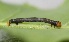  ( - FRC00270)  @12 [ ] CreativeCommons - Attribution Non-Commercial Share-Alike (2017) Carlo L. Seifert Institute of Entomology, Biology Centre CAS, Ceske Budejovice