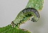  ( - FRC00275)  @12 [ ] CreativeCommons - Attribution Non-Commercial Share-Alike (2017) Carlo L. Seifert Institute of Entomology, Biology Centre CAS, Ceske Budejovice