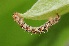  (Eupithecia jejunata - FRC00284)  @12 [ ] CreativeCommons - Attribution Non-Commercial Share-Alike (2017) Carlo L. Seifert Institute of Entomology, Biology Centre CAS, Ceske Budejovice
