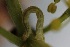  ( - FRC00716)  @12 [ ] CreativeCommons - Attribution Non-Commercial Share-Alike (2017) Carlo L. Seifert Institute of Entomology, Biology Centre CAS, Ceske Budejovice