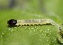  ( - FRC01421)  @12 [ ] CreativeCommons - Attribution Non-Commercial Share-Alike (2017) Carlo L. Seifert Institute of Entomology, Biology Centre CAS, Ceske Budejovice