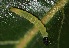  ( - FRC01485)  @12 [ ] CreativeCommons - Attribution Non-Commercial Share-Alike (2017) Carlo L. Seifert Institute of Entomology, Biology Centre CAS, Ceske Budejovice