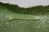  ( - FRC11633)  @11 [ ] CreativeCommons - Attribution Non-Commercial Share-Alike (2017) Carlo L. Seifert Institute of Entomology, Biology Centre CAS, Ceske Budejovice