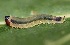  (Dimorphopteryx virginica - FRC11708)  @13 [ ] CreativeCommons - Attribution Non-Commercial Share-Alike (2017) Carlo L. Seifert Institute of Entomology, Biology Centre CAS, Ceske Budejovice
