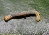  ( - FRC12077)  @12 [ ] CreativeCommons - Attribution Non-Commercial Share-Alike (2017) Carlo L. Seifert Institute of Entomology, Biology Centre CAS, Ceske Budejovice