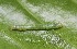  ( - FRC12116)  @12 [ ] CreativeCommons - Attribution Non-Commercial Share-Alike (2017) Carlo L. Seifert Institute of Entomology, Biology Centre CAS, Ceske Budejovice