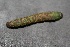  ( - FRC12277)  @11 [ ] CreativeCommons - Attribution Non-Commercial Share-Alike (2017) Carlo L. Seifert Institute of Entomology, Biology Centre CAS, Ceske Budejovice