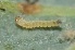 ( - FRC12566)  @12 [ ] CreativeCommons - Attribution Non-Commercial Share-Alike (2017) Carlo L. Seifert Institute of Entomology, Biology Centre CAS, Ceske Budejovice