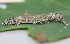  (Catocala sp - FRC12589)  @11 [ ] CreativeCommons - Attribution Non-Commercial Share-Alike (2017) Carlo L. Seifert Institute of Entomology, Biology Centre CAS, Ceske Budejovice