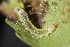  ( - FRC12644)  @11 [ ] CreativeCommons - Attribution Non-Commercial Share-Alike (2017) Carlo L. Seifert Institute of Entomology, Biology Centre CAS, Ceske Budejovice