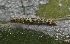  ( - FRC12656)  @11 [ ] CreativeCommons - Attribution Non-Commercial Share-Alike (2017) Carlo L. Seifert Institute of Entomology, Biology Centre CAS, Ceske Budejovice