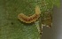  ( - FRC12960)  @11 [ ] CreativeCommons - Attribution Non-Commercial Share-Alike (2017) Carlo L. Seifert Institute of Entomology, Biology Centre CAS, Ceske Budejovice