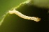  ( - FRC12978)  @12 [ ] CreativeCommons - Attribution Non-Commercial Share-Alike (2017) Carlo L. Seifert Institute of Entomology, Biology Centre CAS, Ceske Budejovice