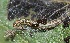  ( - FRC13026)  @11 [ ] CreativeCommons - Attribution Non-Commercial Share-Alike (2017) Carlo L. Seifert Institute of Entomology, Biology Centre CAS, Ceske Budejovice