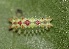  ( - FRC13088)  @11 [ ] CreativeCommons - Attribution Non-Commercial Share-Alike (2017) Carlo L. Seifert Institute of Entomology, Biology Centre CAS, Ceske Budejovice