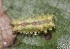  ( - FRC13091)  @11 [ ] CreativeCommons - Attribution Non-Commercial Share-Alike (2017) Carlo L. Seifert Institute of Entomology, Biology Centre CAS, Ceske Budejovice