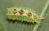  ( - FRC13098)  @11 [ ] CreativeCommons - Attribution Non-Commercial Share-Alike (2017) Carlo L. Seifert Institute of Entomology, Biology Centre CAS, Ceske Budejovice