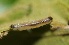  ( - FRC20062)  @11 [ ] CreativeCommons - Attribution Non-Commercial Share-Alike (2017) Carlo L. Seifert Institute of Entomology, Biology Centre CAS, Ceske Budejovice