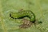 ( - FRC20371)  @11 [ ] CreativeCommons - Attribution Non-Commercial Share-Alike (2017) Carlo L. Seifert Institute of Entomology, Biology Centre CAS, Ceske Budejovice