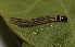  ( - FRC20414)  @11 [ ] CreativeCommons - Attribution Non-Commercial Share-Alike (2017) Carlo L. Seifert Institute of Entomology, Biology Centre CAS, Ceske Budejovice