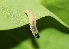  ( - FRC30187)  @11 [ ] CreativeCommons - Attribution Non-Commercial Share-Alike (2017) Carlo L. Seifert Institute of Entomology, Biology Centre CAS, Ceske Budejovice