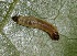  ( - FRC30236)  @11 [ ] CreativeCommons - Attribution Non-Commercial Share-Alike (2017) Carlo L. Seifert Institute of Entomology, Biology Centre CAS, Ceske Budejovice
