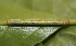  ( - FRC30293)  @12 [ ] CreativeCommons - Attribution Non-Commercial Share-Alike (2017) Carlo L. Seifert Institute of Entomology, Biology Centre CAS, Ceske Budejovice