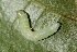  ( - FRC30315)  @12 [ ] CreativeCommons - Attribution Non-Commercial Share-Alike (2017) Carlo L. Seifert Institute of Entomology, Biology Centre CAS, Ceske Budejovice