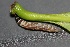  ( - FRC30532)  @11 [ ] CreativeCommons - Attribution Non-Commercial Share-Alike (2017) Carlo L. Seifert Institute of Entomology, Biology Centre CAS, Ceske Budejovice
