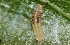  ( - FRC30586)  @12 [ ] CreativeCommons - Attribution Non-Commercial Share-Alike (2017) Carlo L. Seifert Institute of Entomology, Biology Centre CAS, Ceske Budejovice