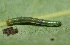  ( - FRC30956)  @11 [ ] CreativeCommons - Attribution Non-Commercial Share-Alike (2017) Carlo L. Seifert Institute of Entomology, Biology Centre CAS, Ceske Budejovice