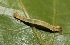  ( - FRC30963)  @11 [ ] CreativeCommons - Attribution Non-Commercial Share-Alike (2017) Carlo L. Seifert Institute of Entomology, Biology Centre CAS, Ceske Budejovice