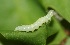  ( - FRC31111)  @12 [ ] CreativeCommons - Attribution Non-Commercial Share-Alike (2017) Carlo L. Seifert Institute of Entomology, Biology Centre CAS, Ceske Budejovice