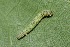  ( - FRC31203)  @11 [ ] CreativeCommons - Attribution Non-Commercial Share-Alike (2017) Carlo L. Seifert Institute of Entomology, Biology Centre CAS, Ceske Budejovice