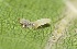 ( - FRC31461)  @12 [ ] CreativeCommons - Attribution Non-Commercial Share-Alike (2017) Carlo L. Seifert Institute of Entomology, Biology Centre CAS, Ceske Budejovice