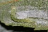  ( - FRC31475)  @11 [ ] CreativeCommons - Attribution Non-Commercial Share-Alike (2017) Carlo L. Seifert Institute of Entomology, Biology Centre CAS, Ceske Budejovice
