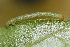 ( - FRC31505)  @12 [ ] CreativeCommons - Attribution Non-Commercial Share-Alike (2017) Carlo L. Seifert Institute of Entomology, Biology Centre CAS, Ceske Budejovice