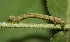  ( - FRC31605)  @12 [ ] CreativeCommons - Attribution Non-Commercial Share-Alike (2017) Carlo L. Seifert Institute of Entomology, Biology Centre CAS, Ceske Budejovice