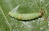 ( - FRC40203)  @12 [ ] CreativeCommons - Attribution Non-Commercial Share-Alike (2017) Carlo L. Seifert Institute of Entomology, Biology Centre CAS, Ceske Budejovice