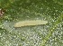  ( - FRC40252)  @12 [ ] CreativeCommons - Attribution Non-Commercial Share-Alike (2017) Carlo L. Seifert Institute of Entomology, Biology Centre CAS, Ceske Budejovice