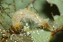  ( - FRC40291)  @12 [ ] CreativeCommons - Attribution Non-Commercial Share-Alike (2017) Carlo L. Seifert Institute of Entomology, Biology Centre CAS, Ceske Budejovice