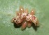  ( - FRC40310)  @12 [ ] CreativeCommons - Attribution Non-Commercial Share-Alike (2017) Carlo L. Seifert Institute of Entomology, Biology Centre CAS, Ceske Budejovice
