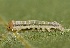  ( - FRC40545)  @12 [ ] CreativeCommons - Attribution Non-Commercial Share-Alike (2017) Carlo L. Seifert Institute of Entomology, Biology Centre CAS, Ceske Budejovice