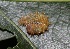  ( - FRC40592)  @12 [ ] CreativeCommons - Attribution Non-Commercial Share-Alike (2017) Carlo L. Seifert Institute of Entomology, Biology Centre CAS, Ceske Budejovice