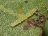  ( - FRC40957)  @12 [ ] CreativeCommons - Attribution Non-Commercial Share-Alike (2017) Carlo L. Seifert Institute of Entomology, Biology Centre CAS, Ceske Budejovice